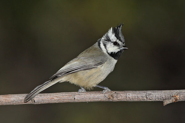 Bridled Titmouse © Russ Chantler